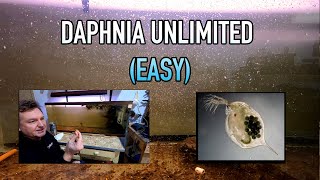 How I Raise Daphnia Water Fleas And You Can Too [upl. by Siuol]