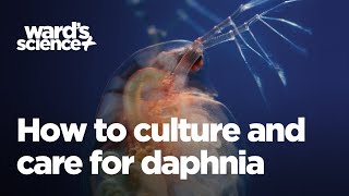 Caring and Culturing for Daphnia [upl. by Jori181]