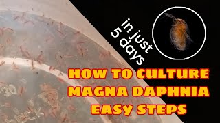 How to Culture Magna Daphnia Easily [upl. by Ellette]