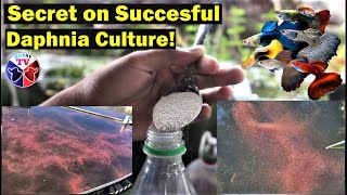 How to Culture Daphnia Successfully [upl. by Yeung423]