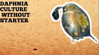 HOW TO CULTURE DAPHNIA NATURALLY WITHOUT A STARTER [upl. by Gnilsia513]