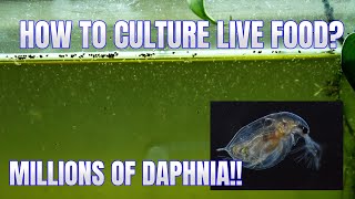 How to Culture Daphnia Secret Method to Breed MILLIONS  Simply Aquatic [upl. by Brodie887]