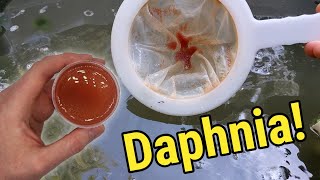 How I Culture Daphnia In Outdoor Tubs [upl. by Munn]