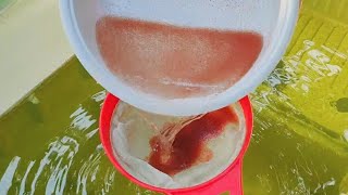 How to culture daphnia  Daphnia culture  How to grow daphnia outdoor [upl. by Haymo603]