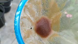 How to culture daphnia moina in a small container Part 1 English Subtitle [upl. by Alilahk]