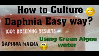 Daphnia MagnaHow to Culture Daphnia Easy wayCulturing Daphnia using Green water Daphnia [upl. by Gaynor838]