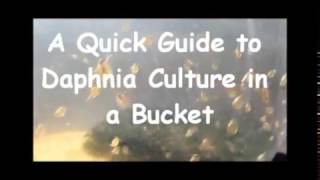 How to culture daphnia outside [upl. by Regdirb]