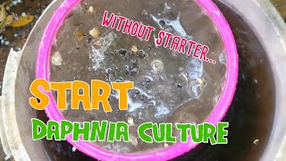 How to culture daphnia moina the easy way 1  Starting the Daphnia culture [upl. by Salahi221]