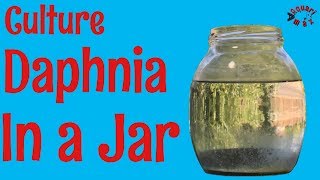 How to Culture Daphnia in a Jar [upl. by Weidman]