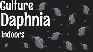 How to Culture Daphnia [upl. by Nahij]