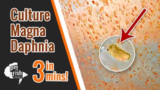 How to culture DAPHNIA MAGNA  The easy way [upl. by Lydia]