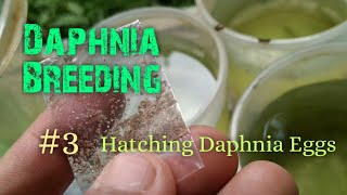 Daphnia Culture made simple and easy 3  Hatching Daphnia eggs [upl. by Atteynad260]