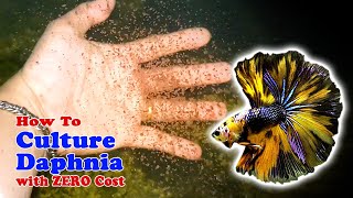 How to Culture Daphnia with ZERO Cost  Unlimited Live Food For Our Fish [upl. by Yelmene]