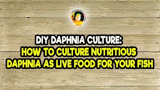 DIY Daphnia Culture How to Culture Nutritious Daphnia as Live Food for Your Fish [upl. by Irtemed]