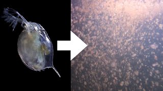 How I Culture Daphnia [upl. by Edveh]