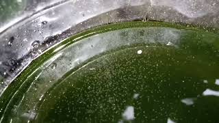 DAPHNIA MOINA CULTURE IN A SMALL BUCKET [upl. by Illona]