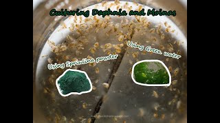 How To Culture Daphnia and Moinas using Green Water Spirulina powder [upl. by Iron]