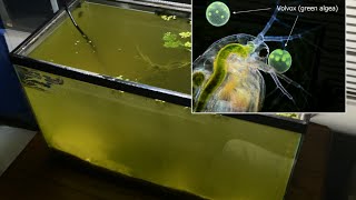 Raising Daphnia for the Freshwater Aquarium [upl. by Llechtim]