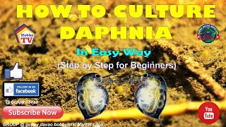 HOW TO CULTURE DAPHNIA In Easy Way [upl. by Campos17]